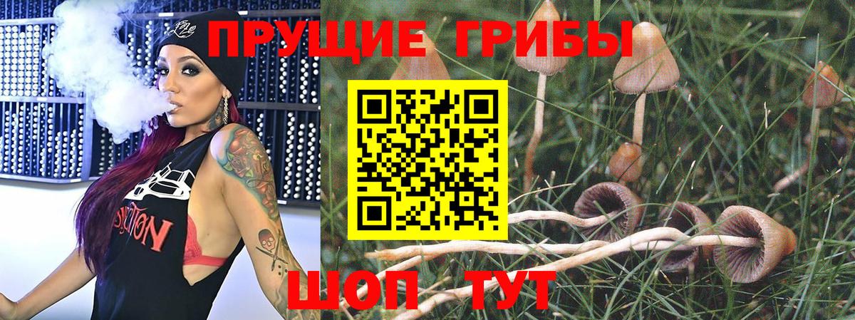 купить наркотики сайты  Вход с VPN  Сафоново  Псилоцибиновые грибы GOLDEN TEACHER 